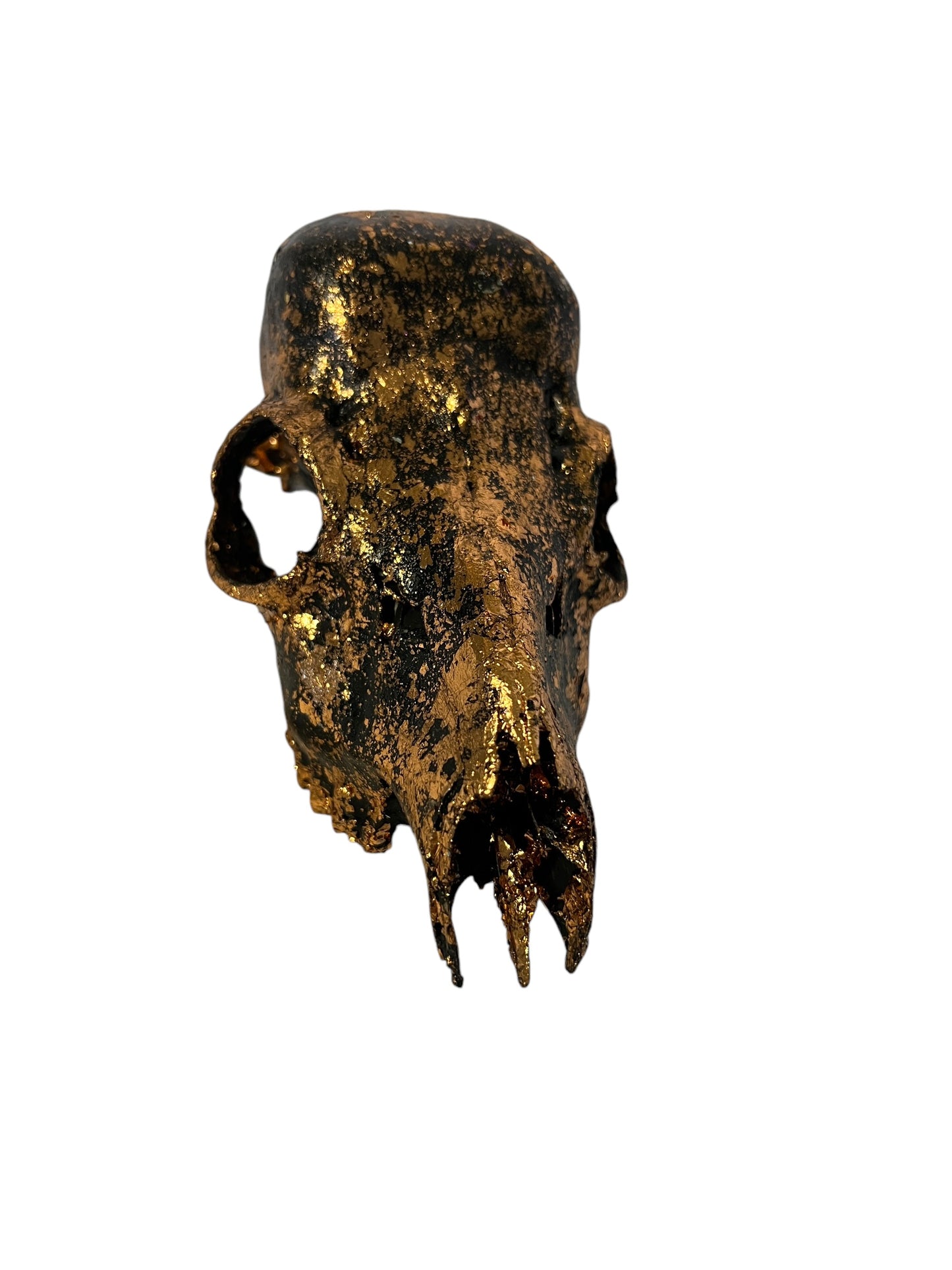 Scottish Copper & Black Roe Deer Skull