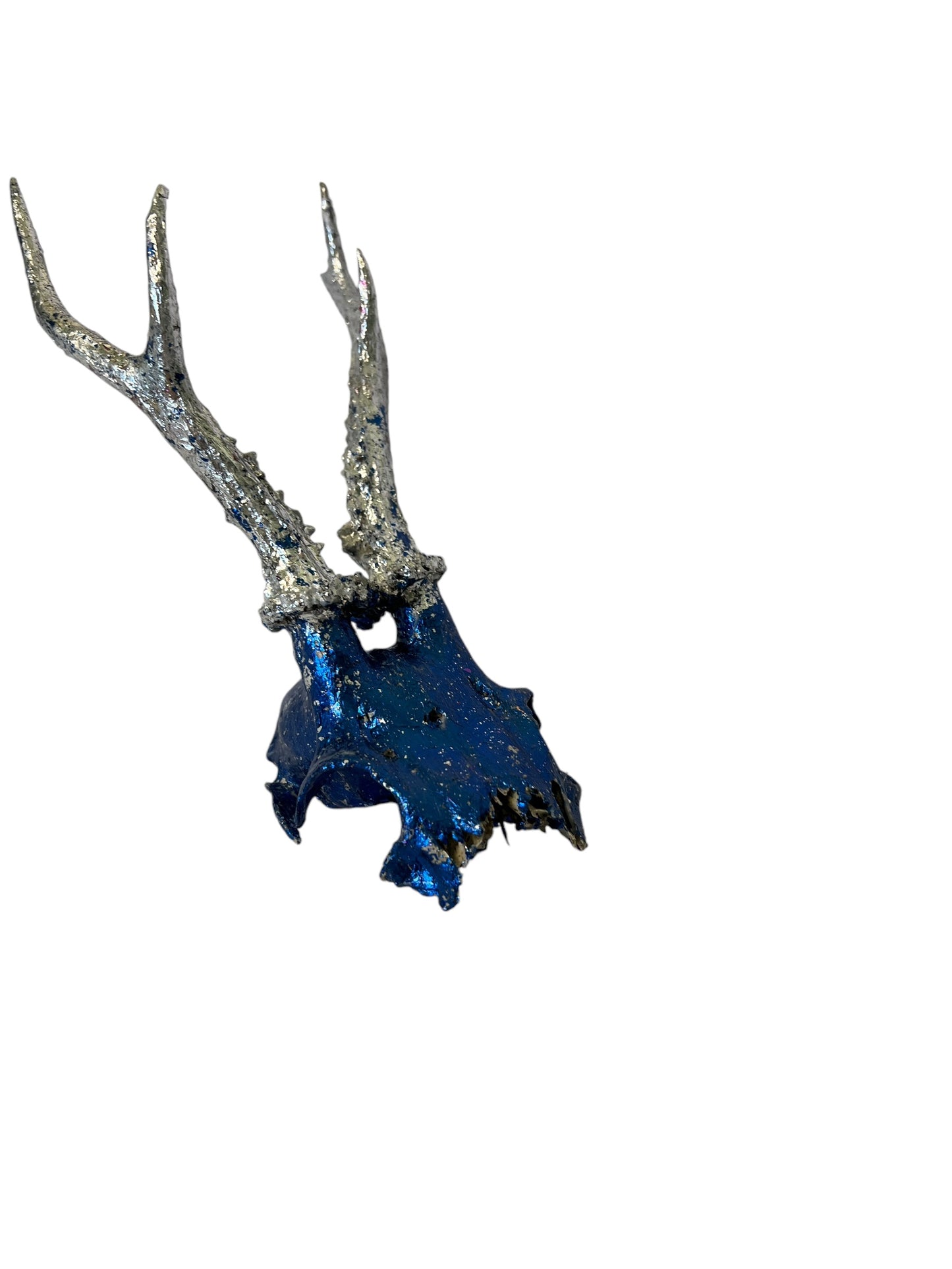 Scottish Blue & Silver Roe Deer Skull
