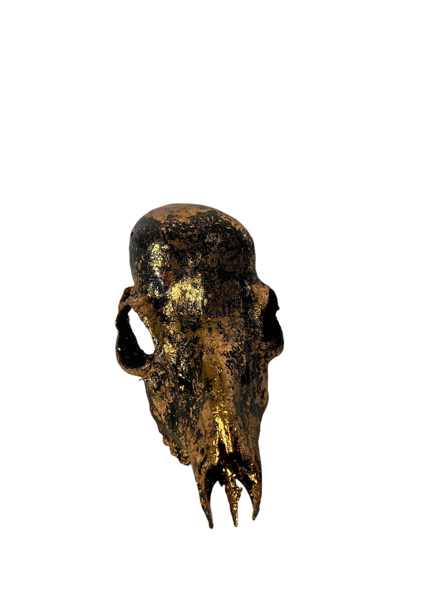 Scottish Copper & Black Roe Deer Skull