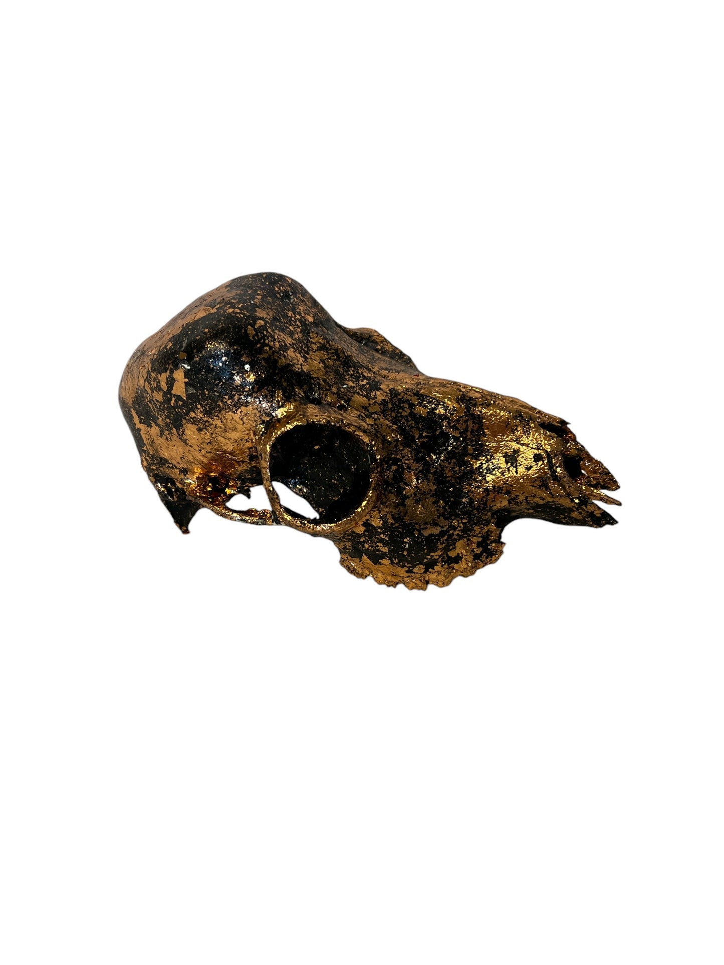 Scottish Copper & Black Roe Deer Skull