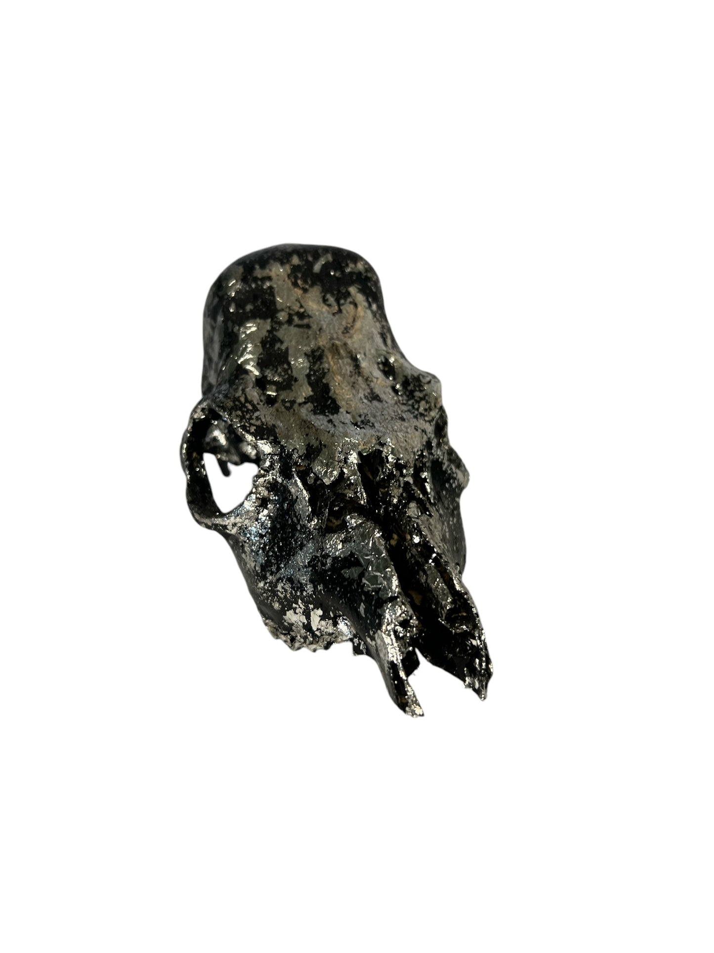 Scottish Black & Silver Roe Deer Skull