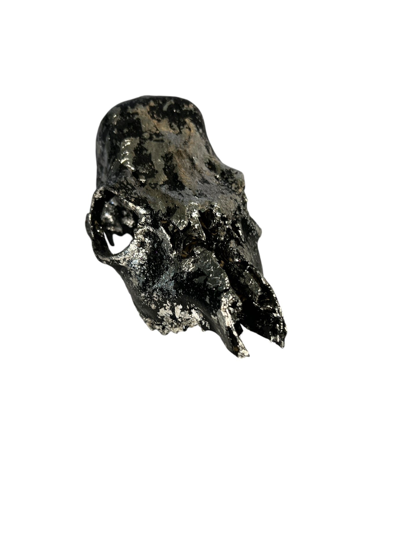 Scottish Black & Silver Roe Deer Skull