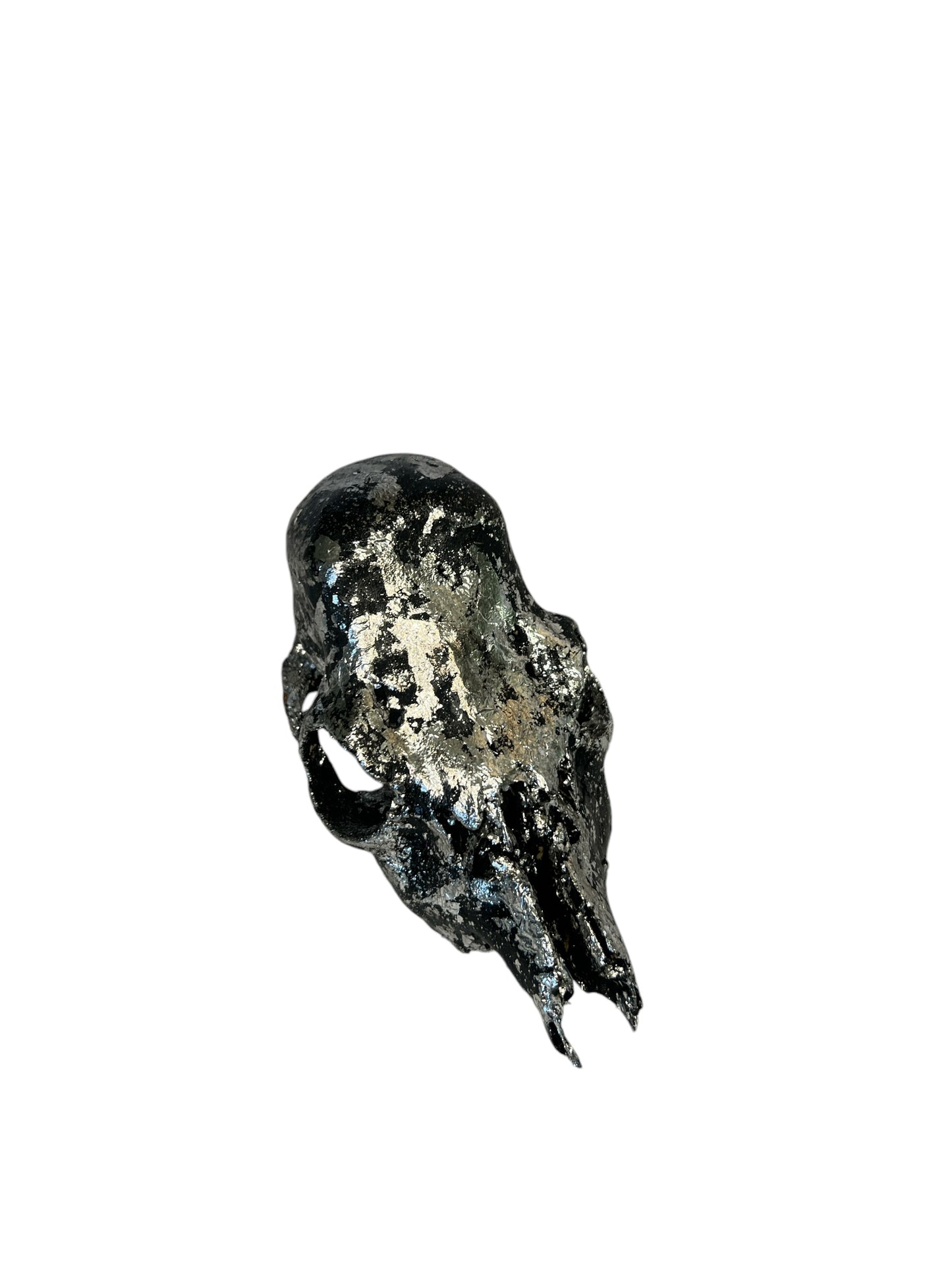 Scottish Black & Silver Roe Deer Skull