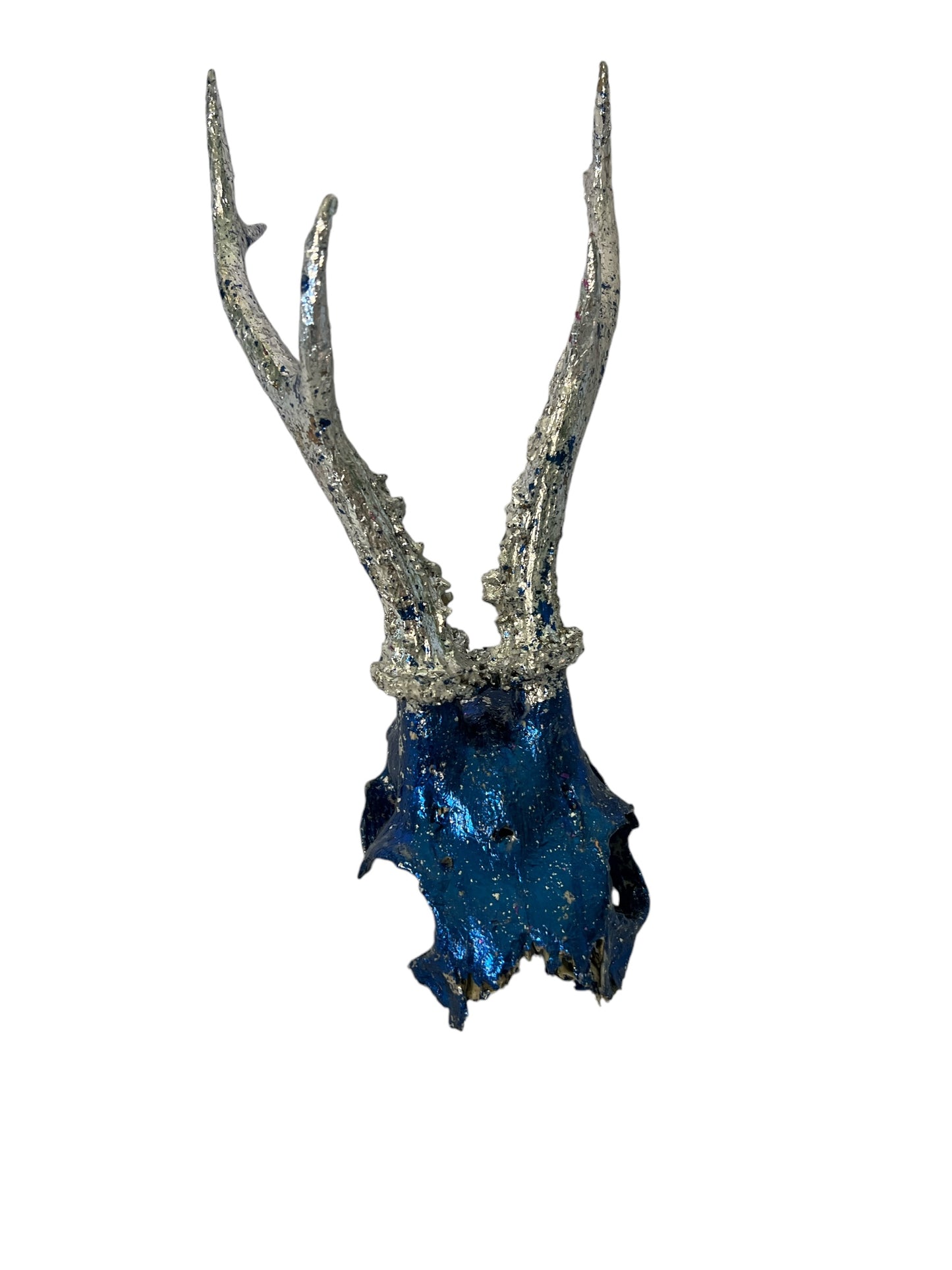 Scottish Blue & Silver Roe Deer Skull
