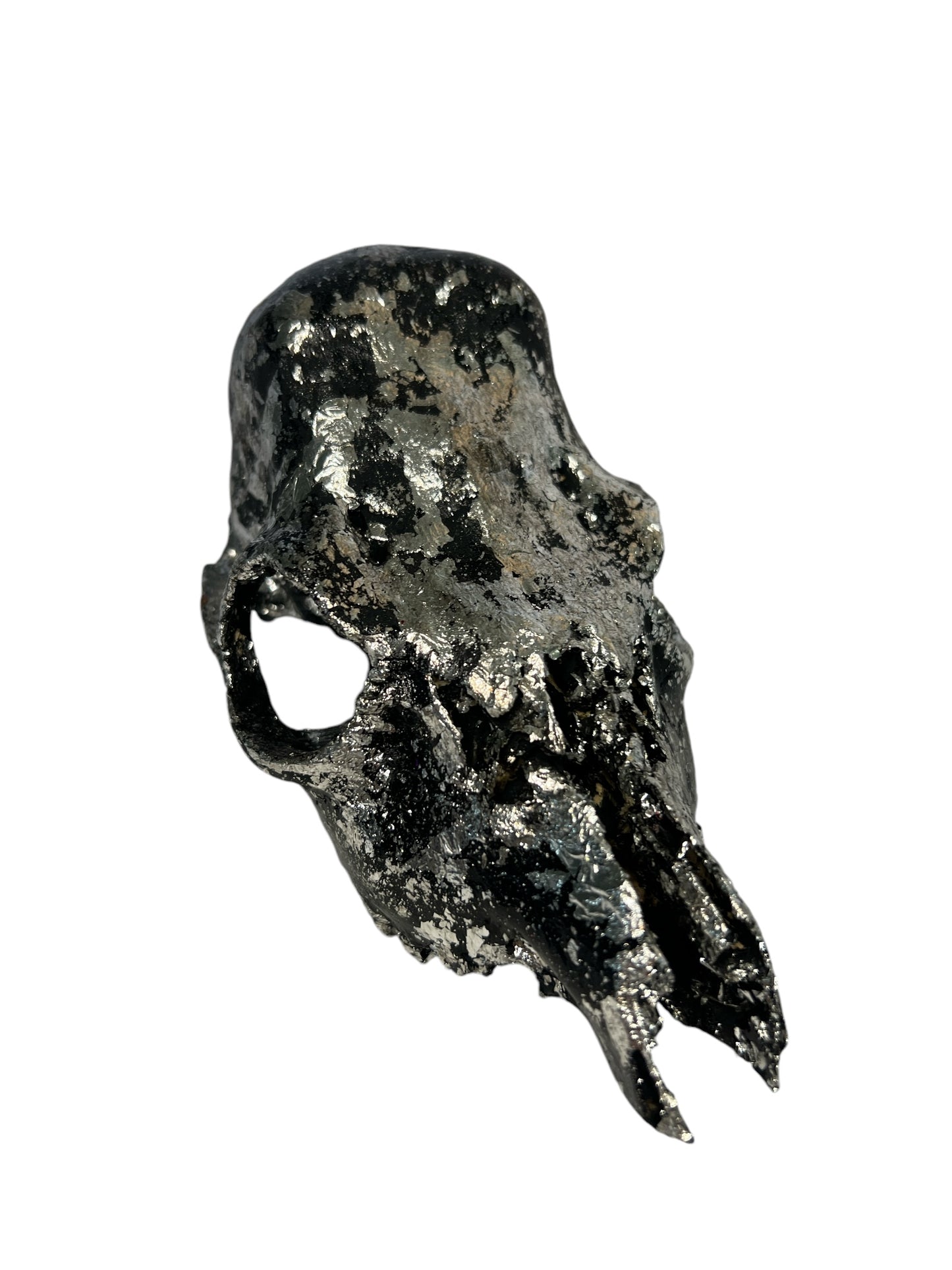 Scottish Black & Silver Roe Deer Skull