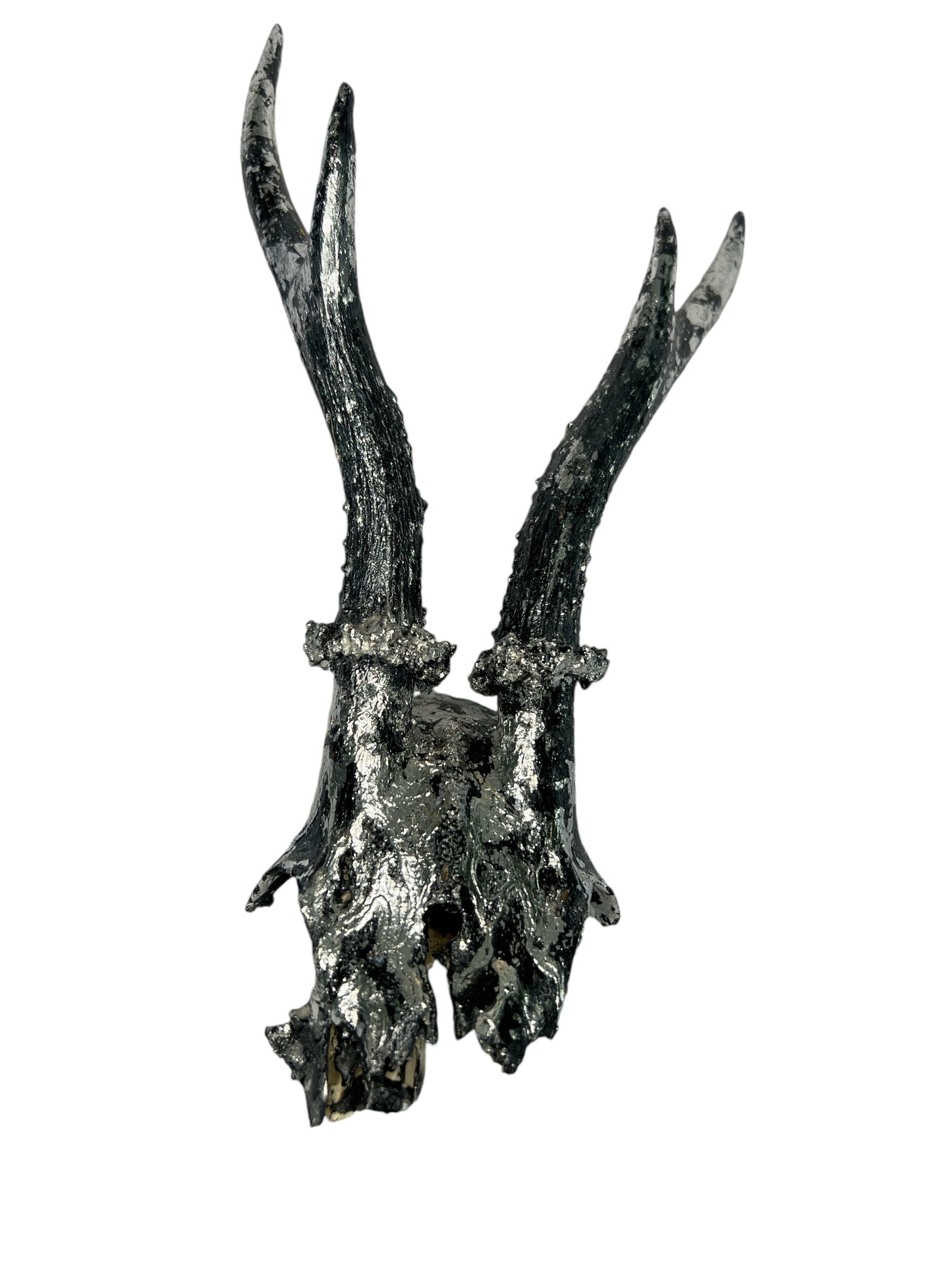 Scottish Silver & Black Roe Deer Skull