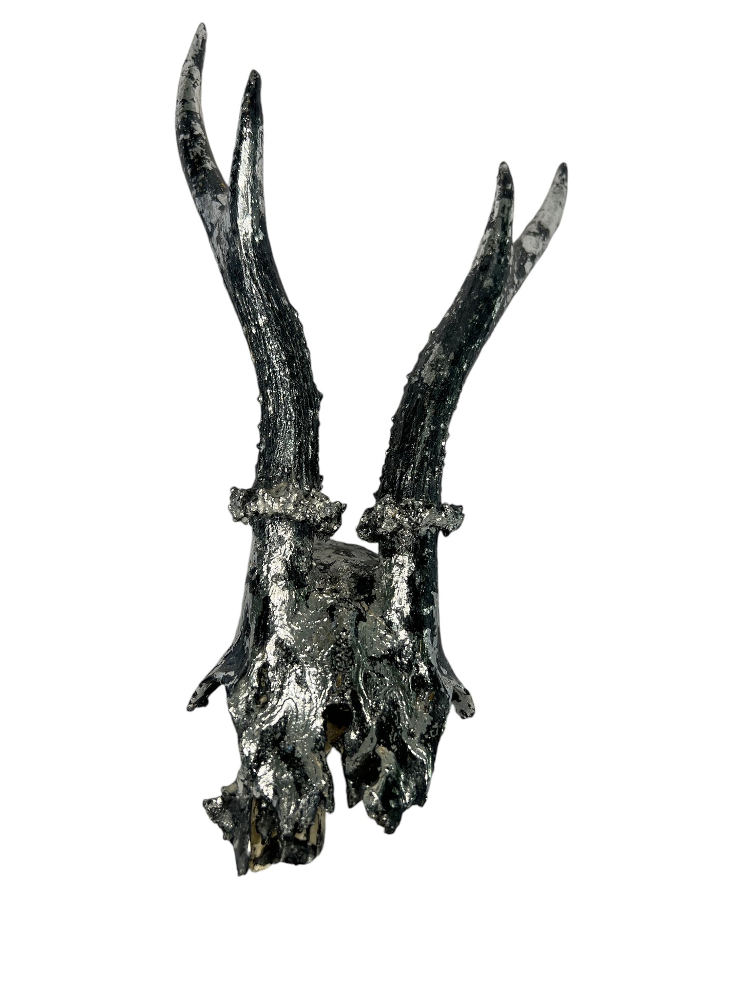 Scottish Silver & Black Roe Deer Skull