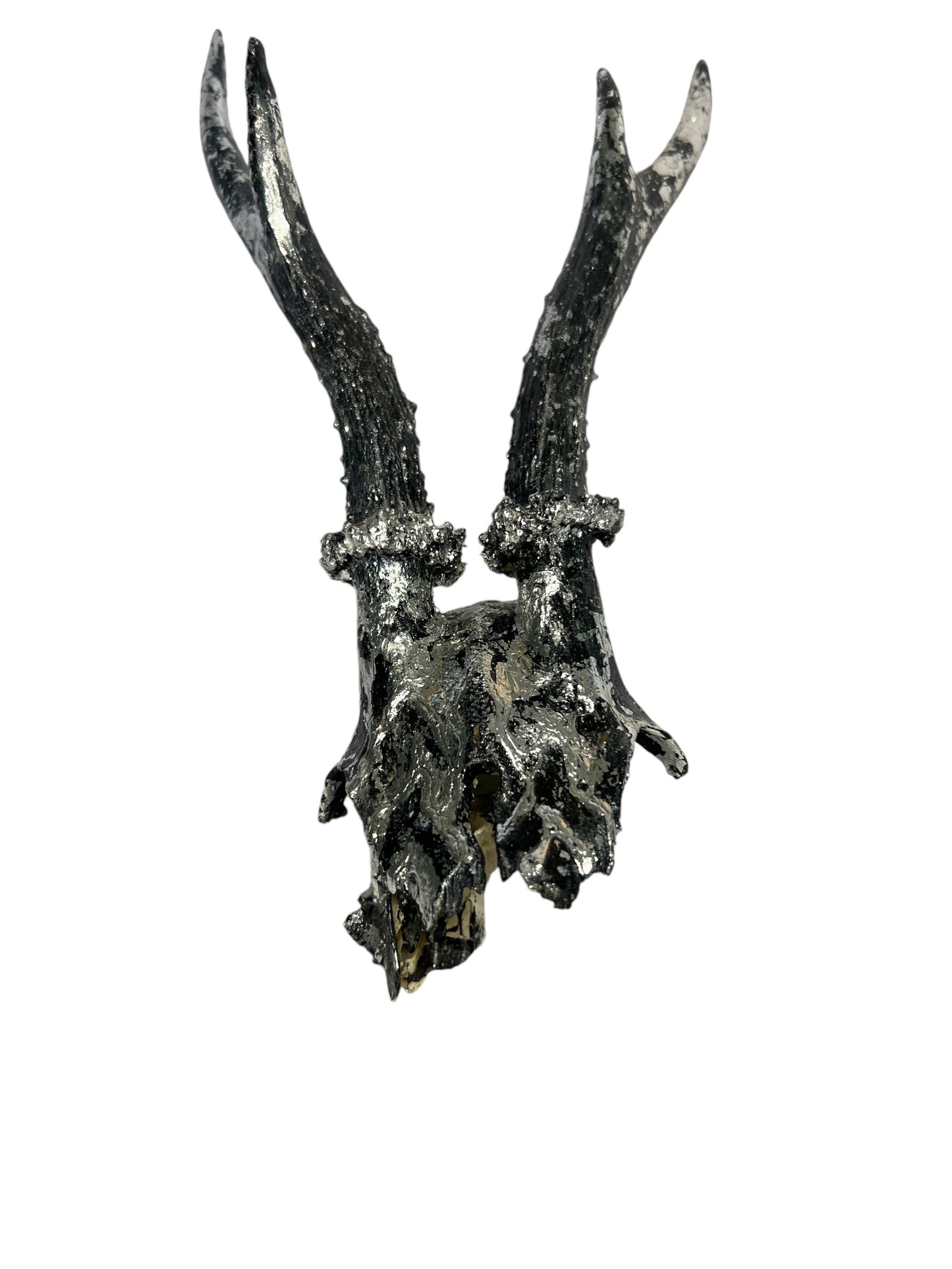 Scottish Silver & Black Roe Deer Skull