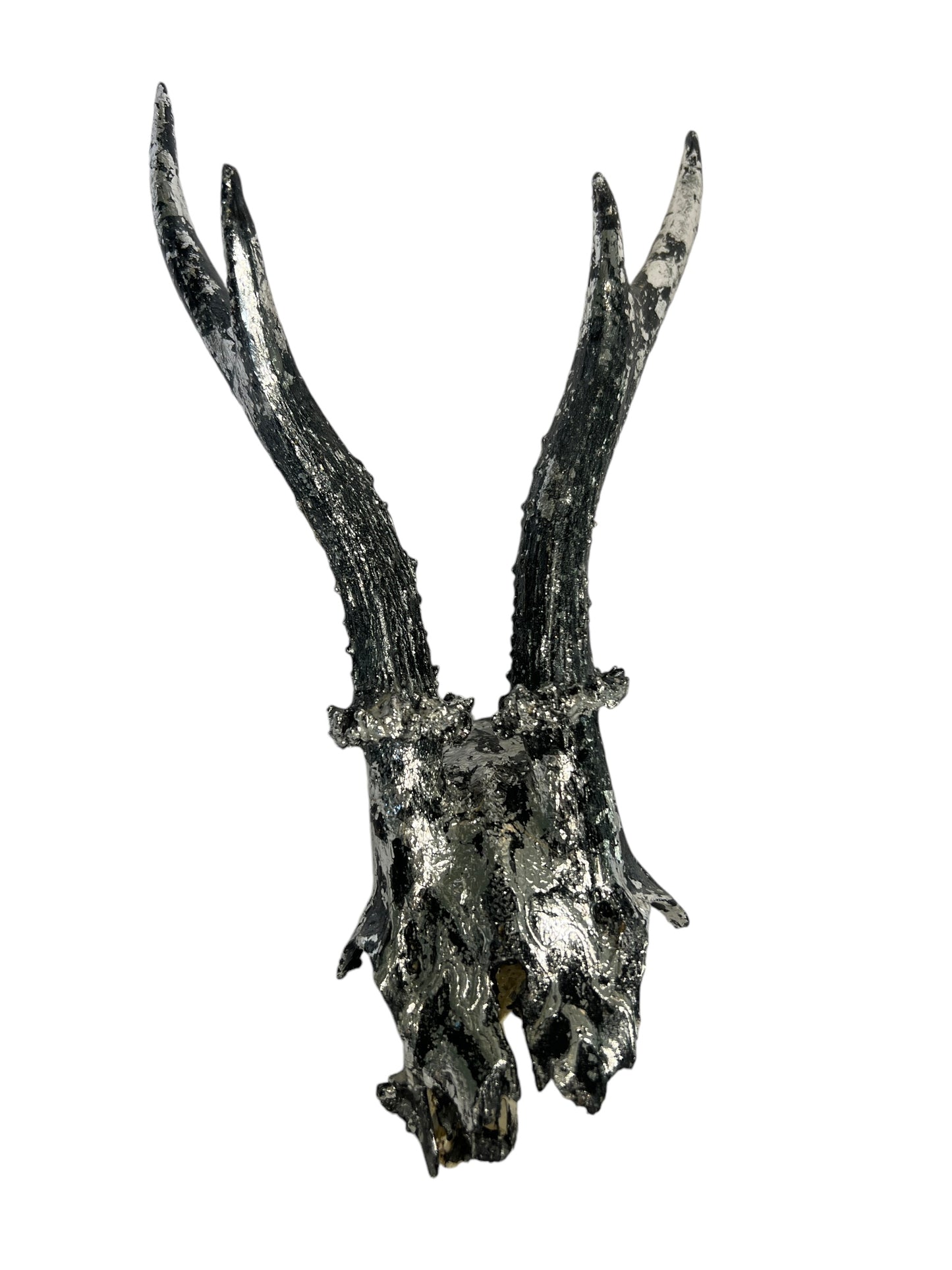 Scottish Silver & Black Roe Deer Skull