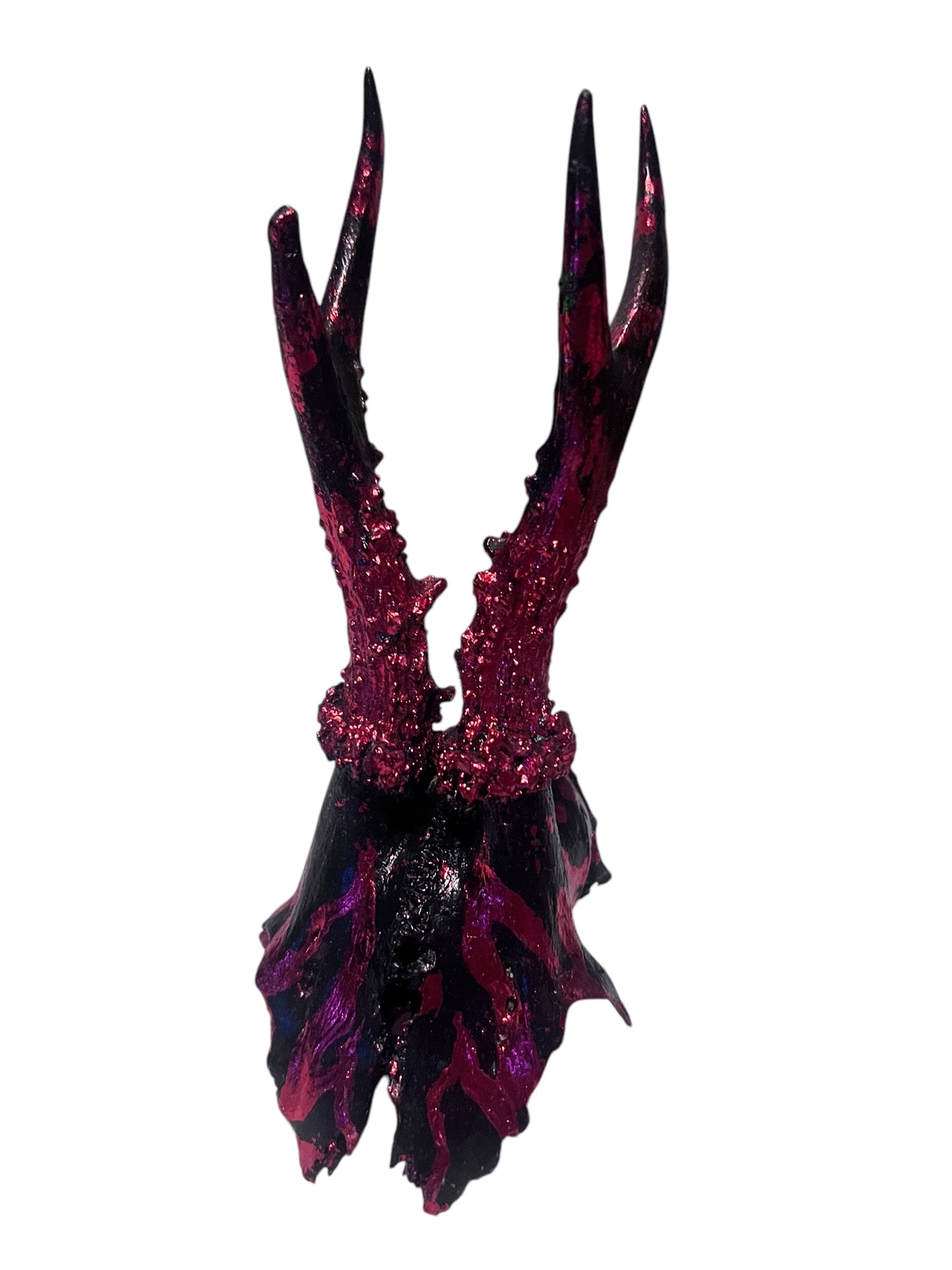 Scottish Red Flame Roe Deer Skull