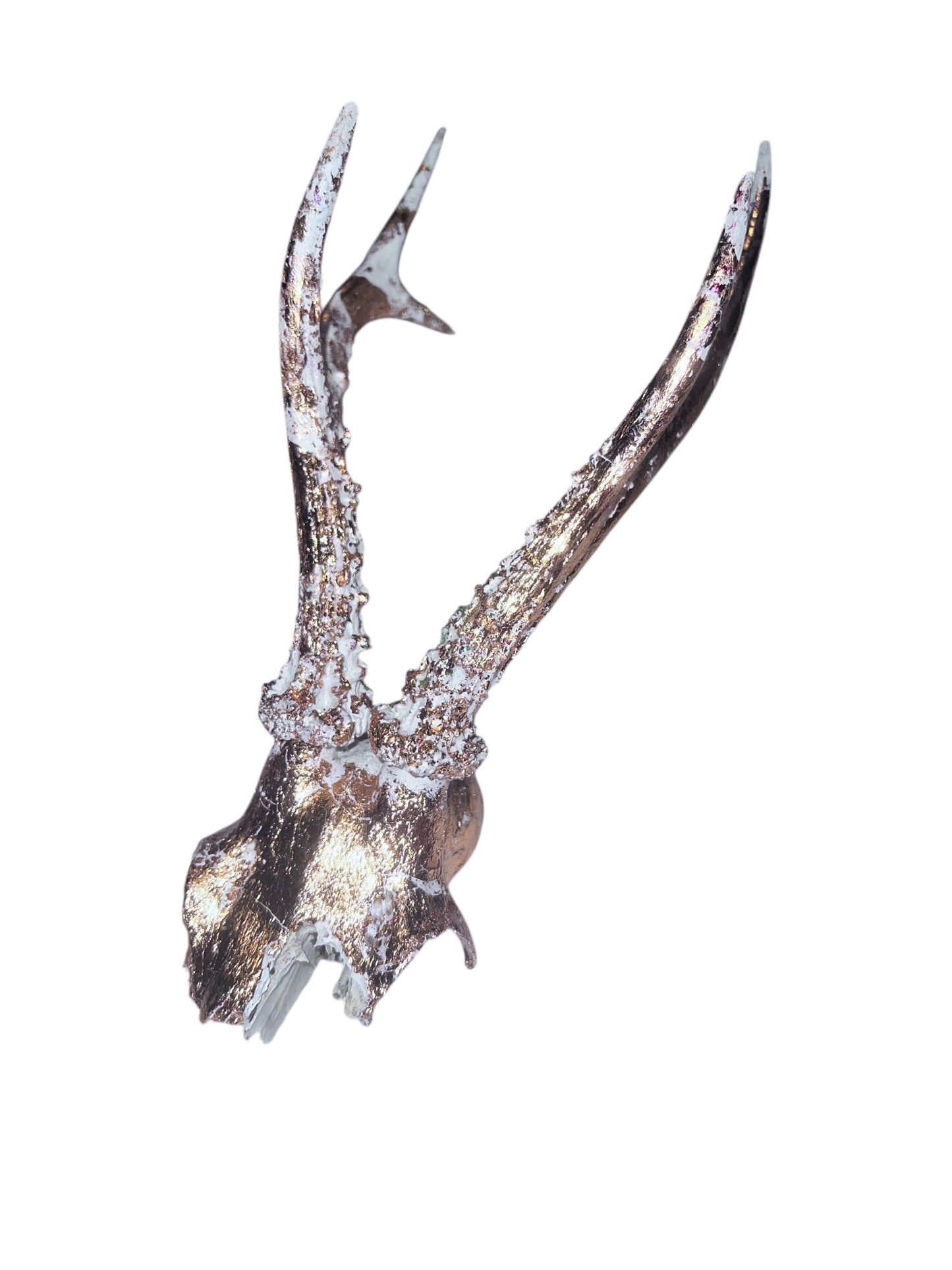 Scottish White & Gold Roe Deer Skull