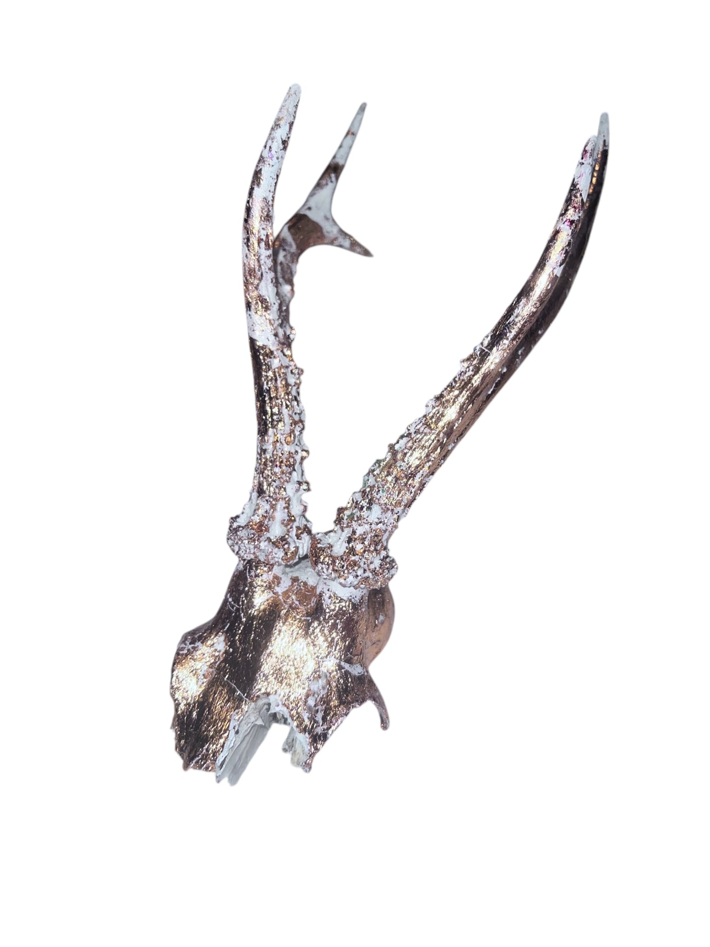 Scottish White & Gold Roe Deer Skull