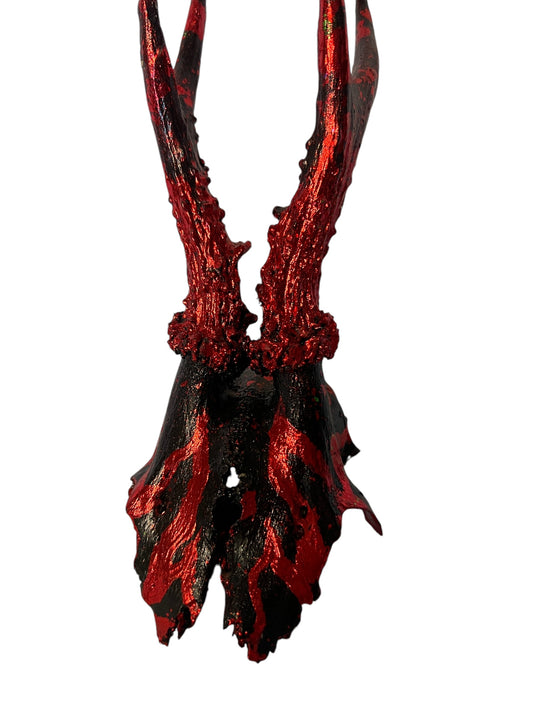 Scottish Red Flame Roe Deer Skull