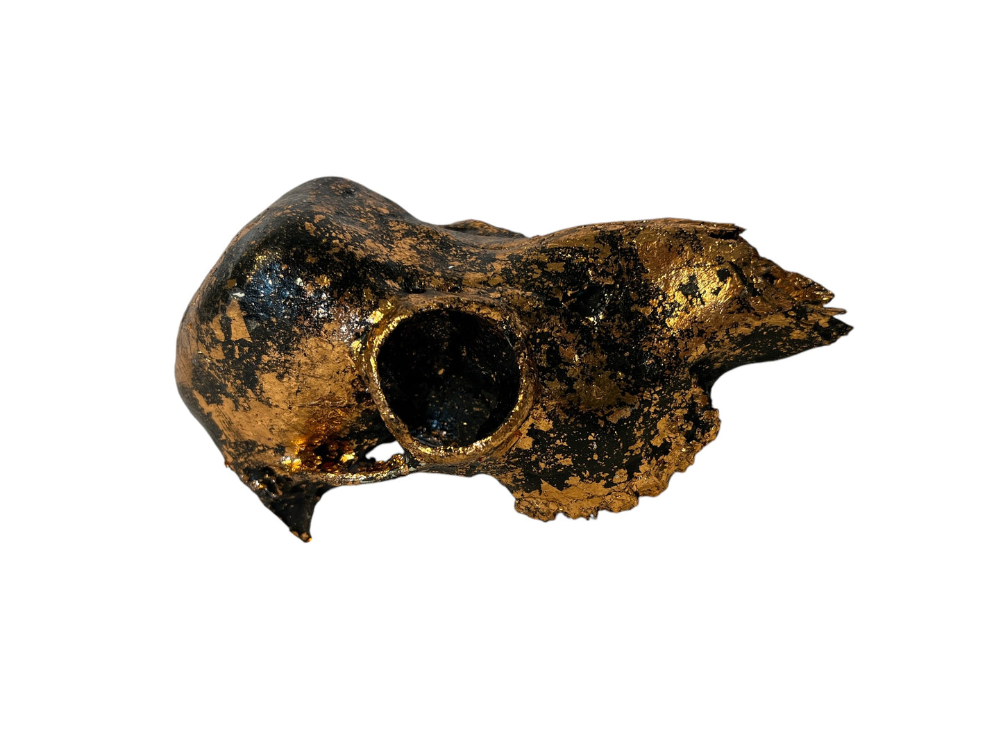 Scottish Copper & Black Roe Deer Skull