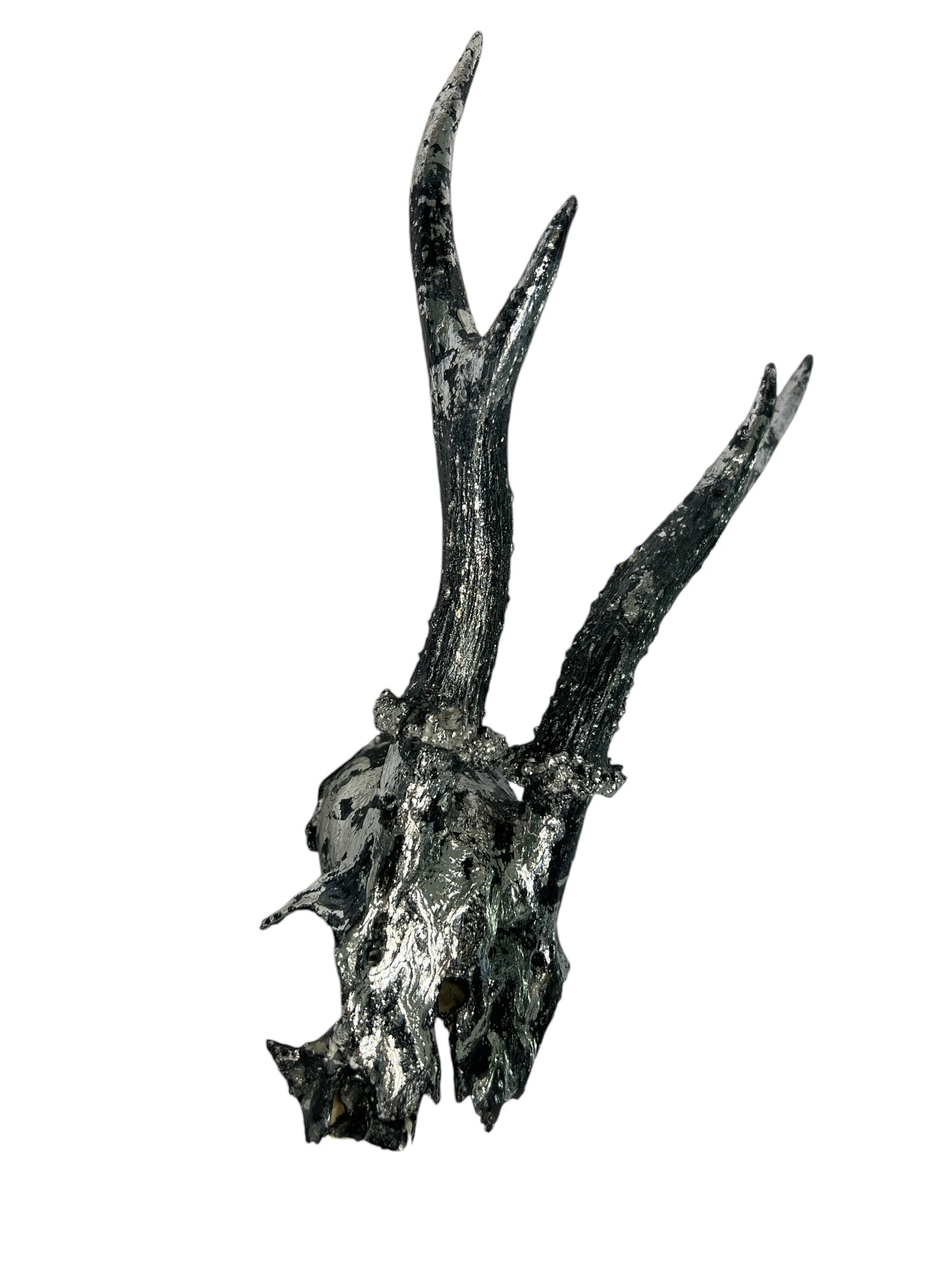 Scottish Silver & Black Roe Deer Skull